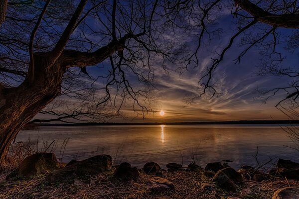 Denmark tree and sun by the lake