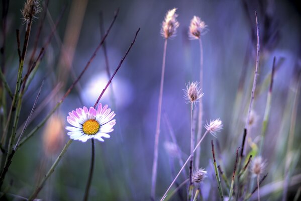 Grass blades and white-pink chamomile flower