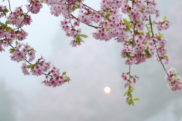 Twigs of a Japanese tree. Cherry blossom