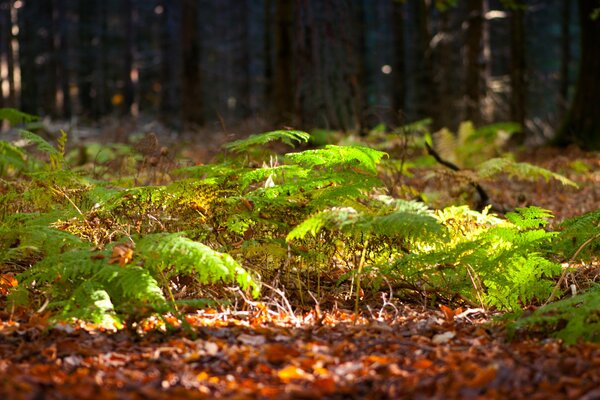 A fern in the forest of sunlighting