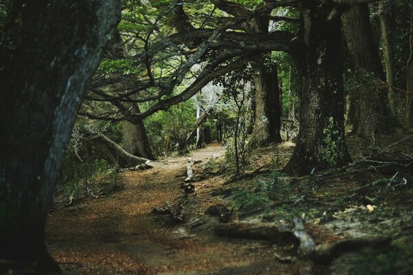 Sentier dans une forêt sombre et sombre