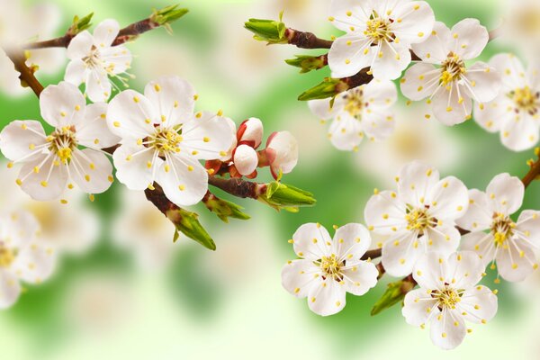 Blooming fragrant apple tree in April