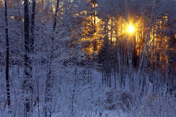 Winterwald und Sonnenstrahlen