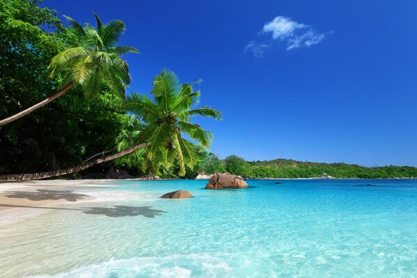 Un paraíso tropical bajo el sol y las palmeras