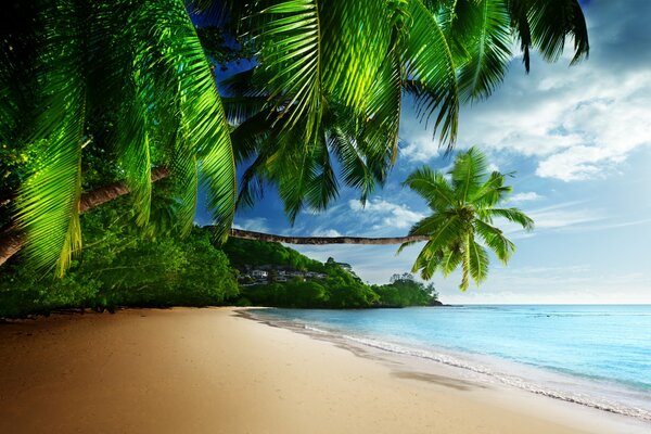 Der einsame Strand der paradiesischen Insel mit sauberem Sand und üppig grünen Palmen