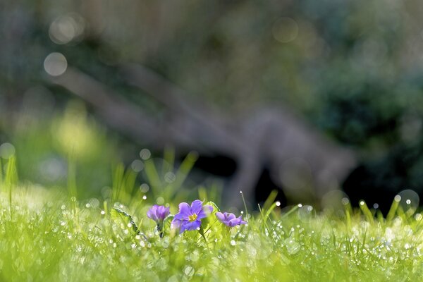 Spring grass, lilac flowers with dew drops