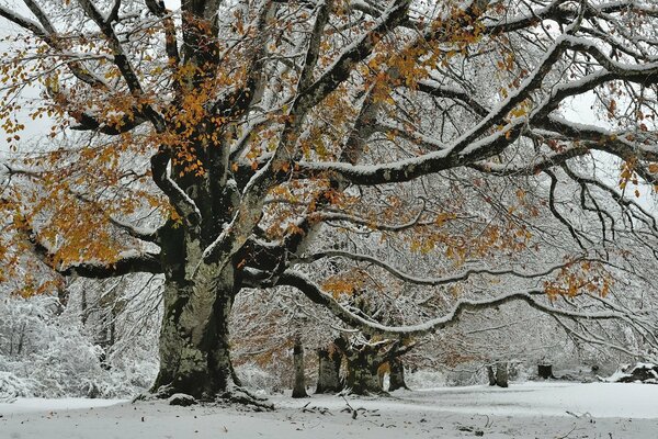 Immagine invernale di un grande albero
