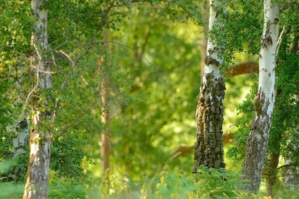 Bouleaux dans la forêt verte d été