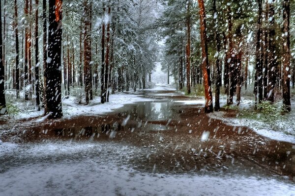 Bäume im Winter, es schneit