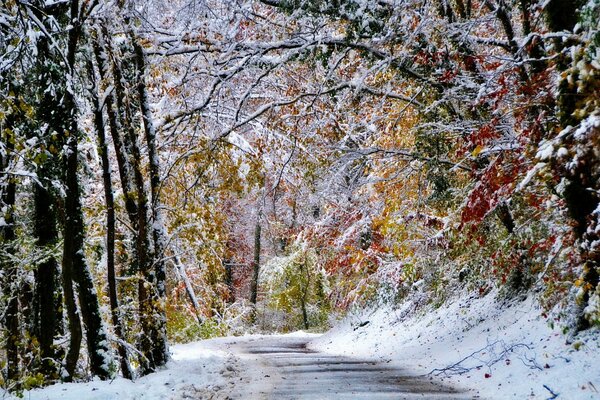 A snow-covered road in a winter forest