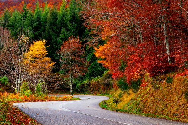 Carretera asfaltada en el bosque de otoño