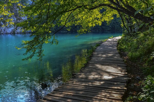 Camino a lo largo de la orilla del lago bajo la sombra de los árboles