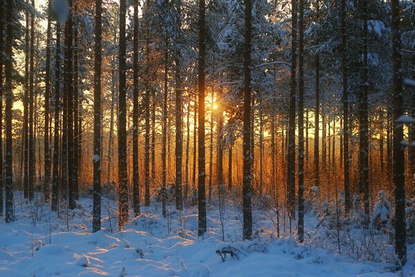 Im Winter sind die Bäume im Wald mit Schnee bedeckt