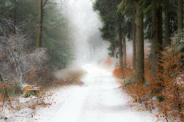 Im Wald ist die Straße wie eine Decke mit Schnee bedeckt