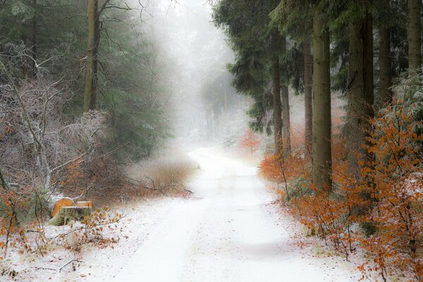 In the forest, the road is covered with snow like a blanket