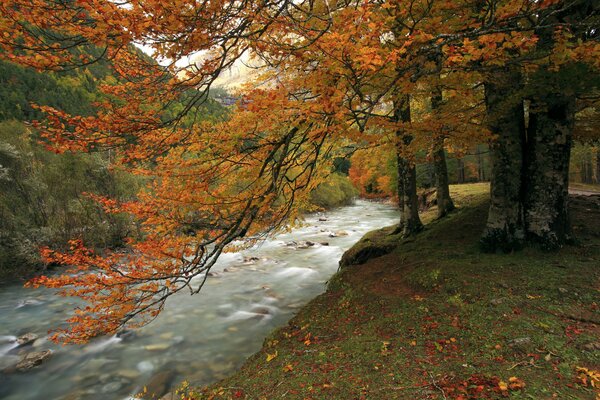 Rivière de montagne dans la forêt d automne