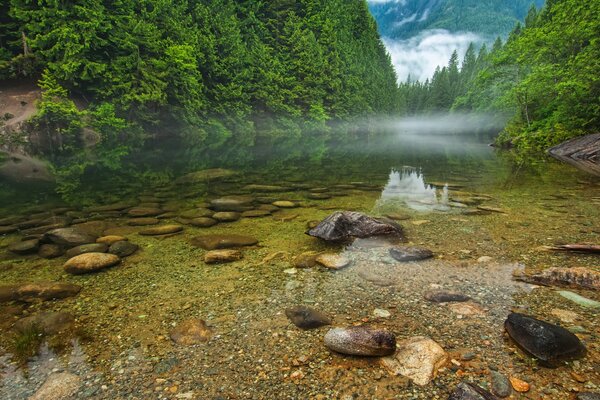 Lake near the forest in the mountains