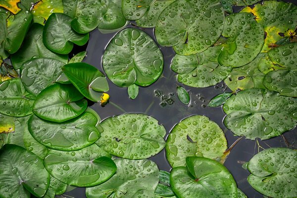 There are many water lilies on the river