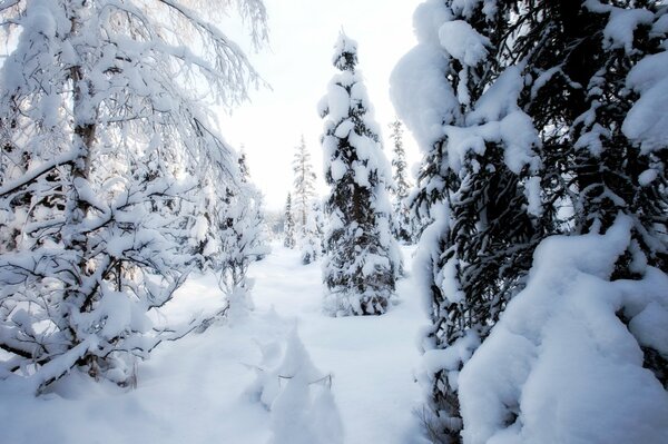 Winter in the forest with a lot of snow