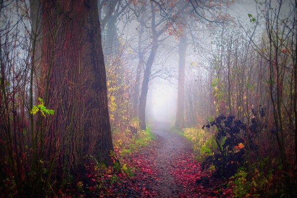 Nature autumn fog in the forest