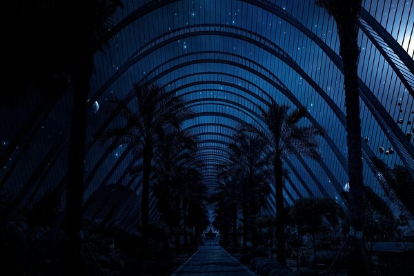 Camino entre palmeras por la noche