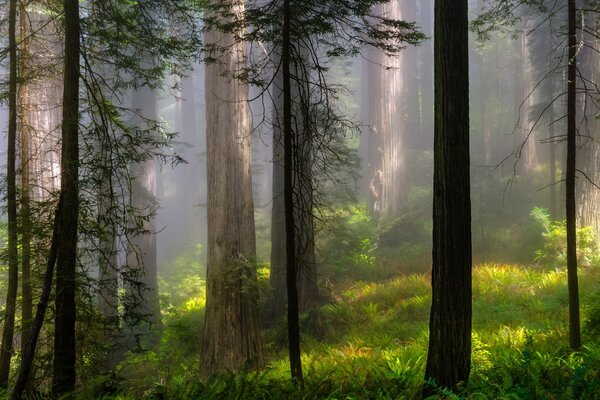 Walddickicht im leichten Nebel