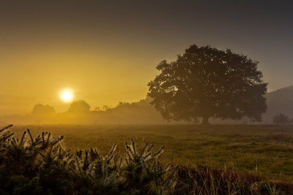 Arbre dans un champ brumeux le matin