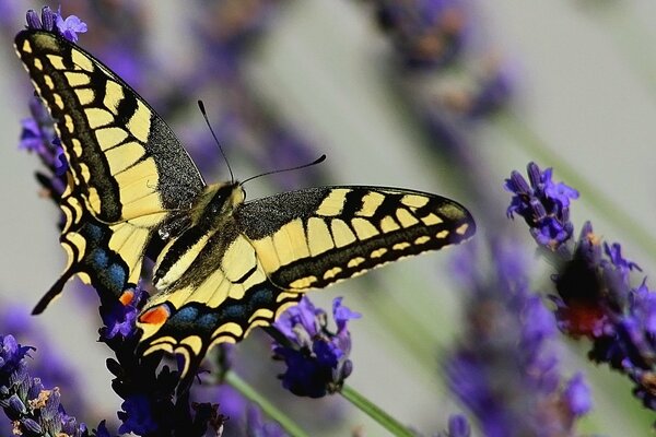 La farfalla a coda di rondine volò sulla lavanda