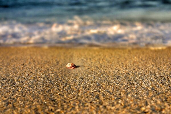 A lonely shell lies on the sand