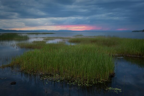 A lake overgrown with reeds in Vermont against a blue sky