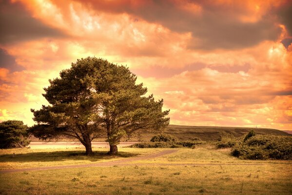 Trees with one crown at sunset