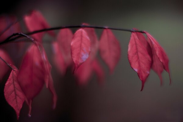 Hojas de otoño rojas borrosas