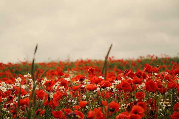 A huge summer field of poppies