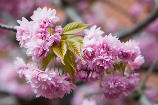 Branche de fleur de cerisier rose