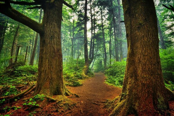 Hiking in the forest along the path among the trees