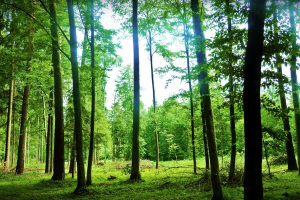 Jeu de verdure dans la forêt d été