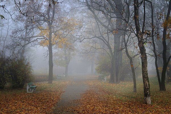 Mattina nebbiosa autunnale nel parco