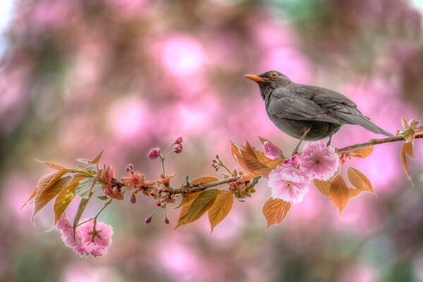 The bird is sitting on a flowering branch