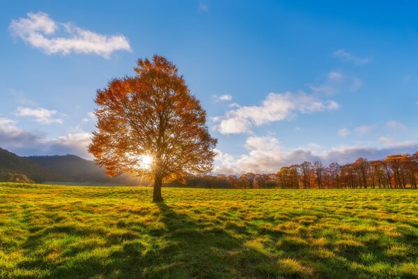 La beauté de la nature locale sous les rayons du soleil est indescriptible