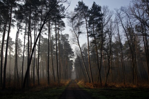 Der Weg im Morgengrauen in einen noch schlafenden Wald