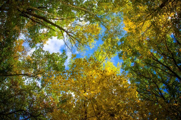 Herbstwald Blick auf den Baumkronen-Himmel