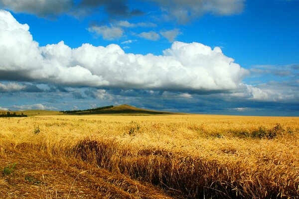 Wheat field in Kazakhstan, beautiful landscape