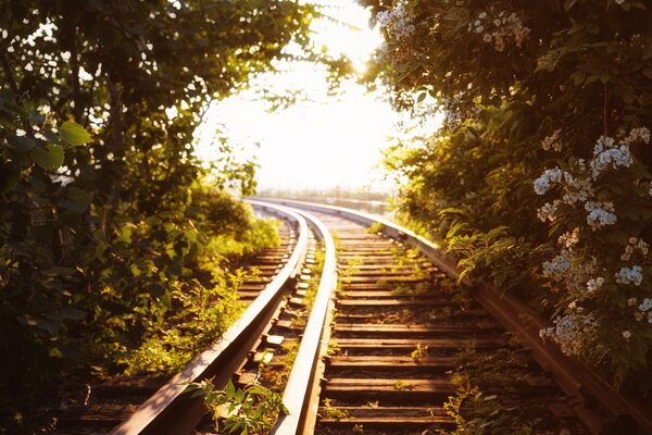 Railway in the green thickets