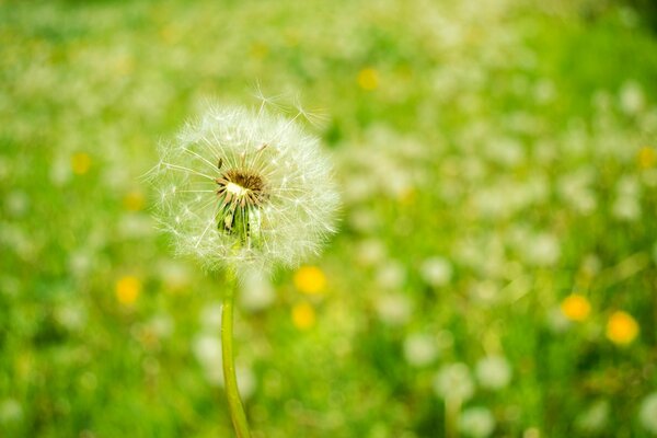 Pissenlit moelleux dans l herbe verte