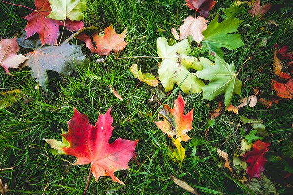 Herbst Ahornblätter auf dem Rasen