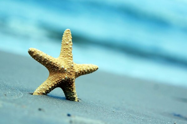 Starfish in the sand on the beach