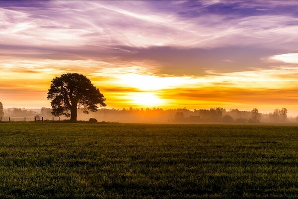 L ascesa del sole da dietro la possente foresta