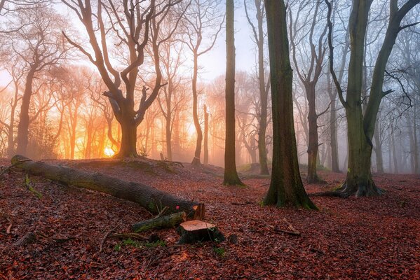 Salida del sol en el bosque de niebla