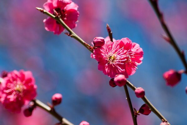 Primavera. Rama de cerezo en flor