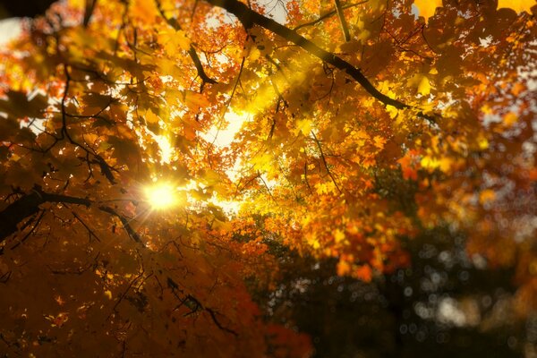 El sol atraviesa las ramas